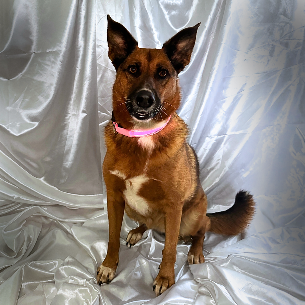 🎅 Collier LED + bandana – Pack complet Rouge