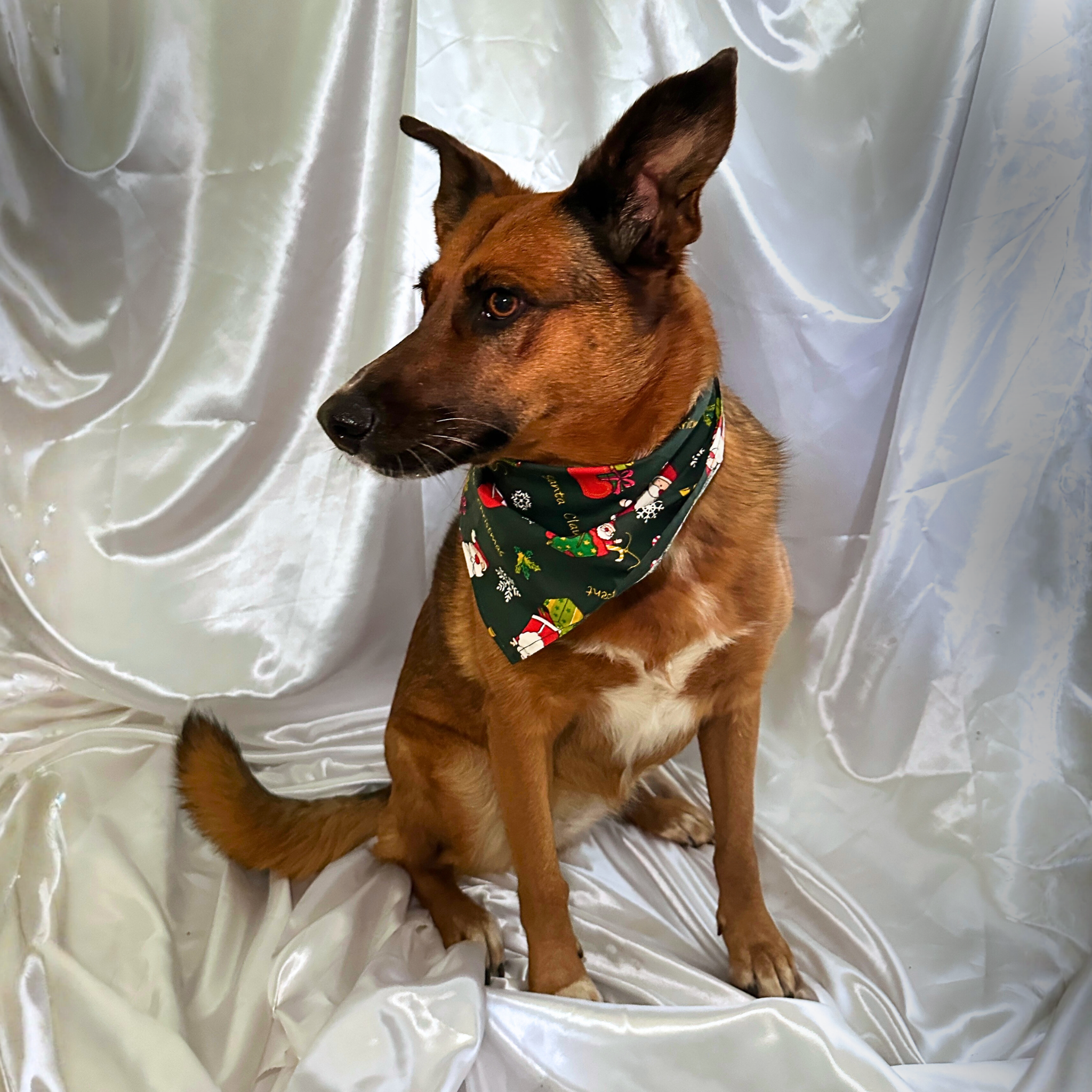 🎄 Collier LED + bandana – Pack complet Vert