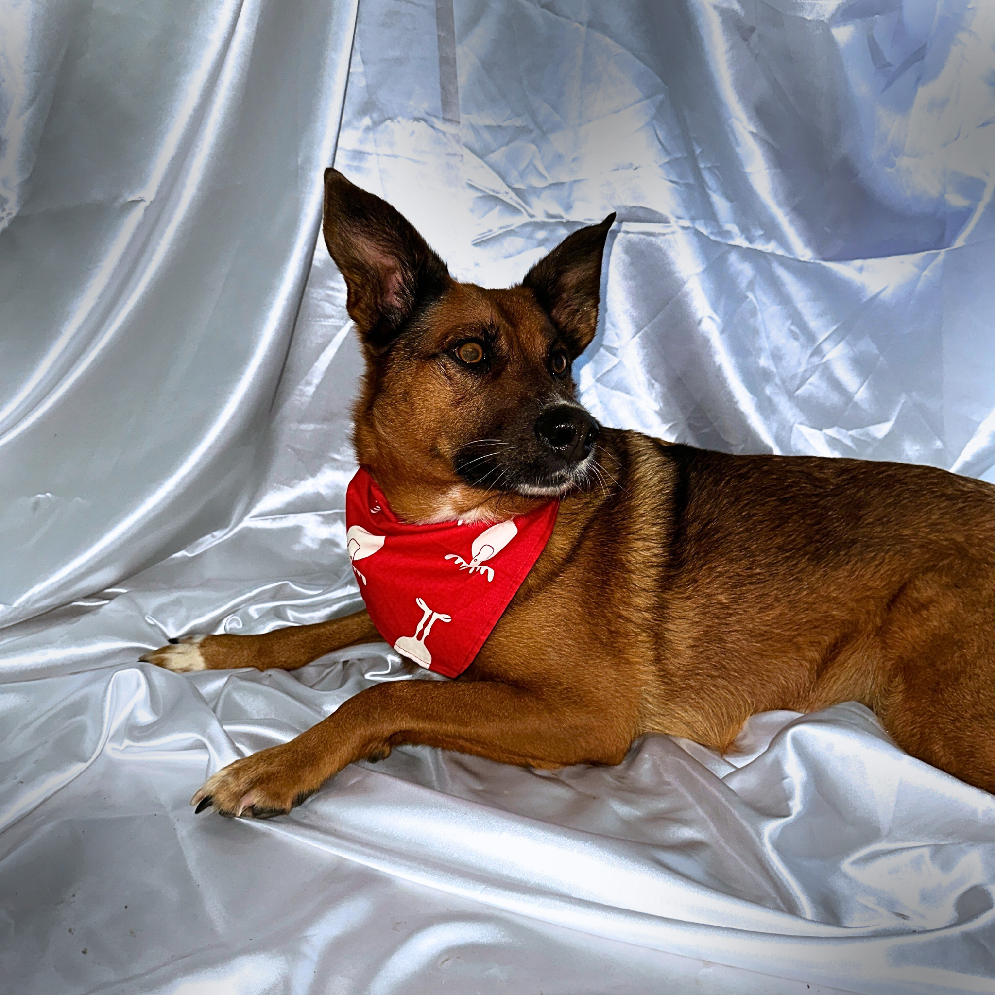 🎅 Duo Rouge : Collier lumineux rose & Bandana Renne de Noël