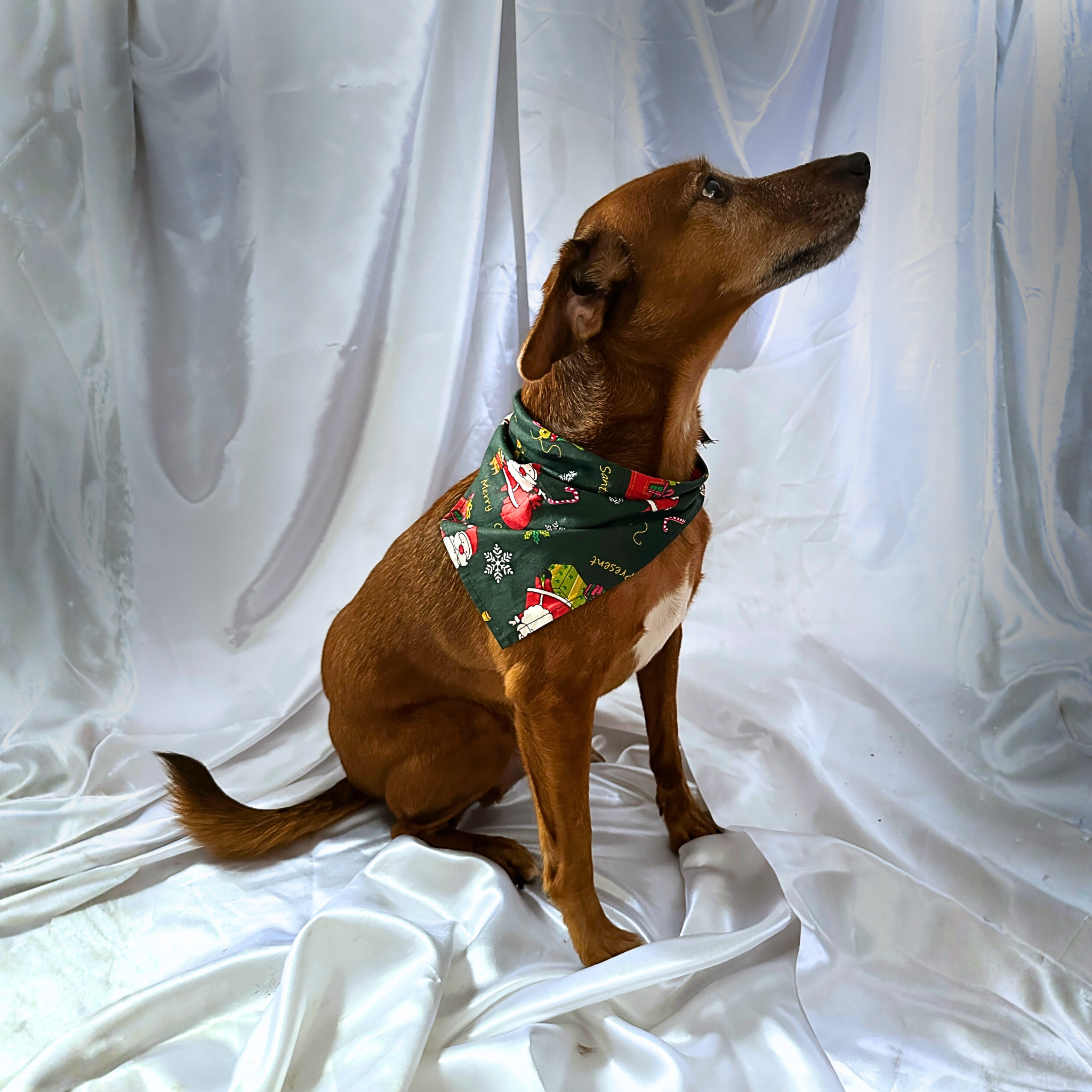 🎄 Collier LED + bandana – Pack complet Vert