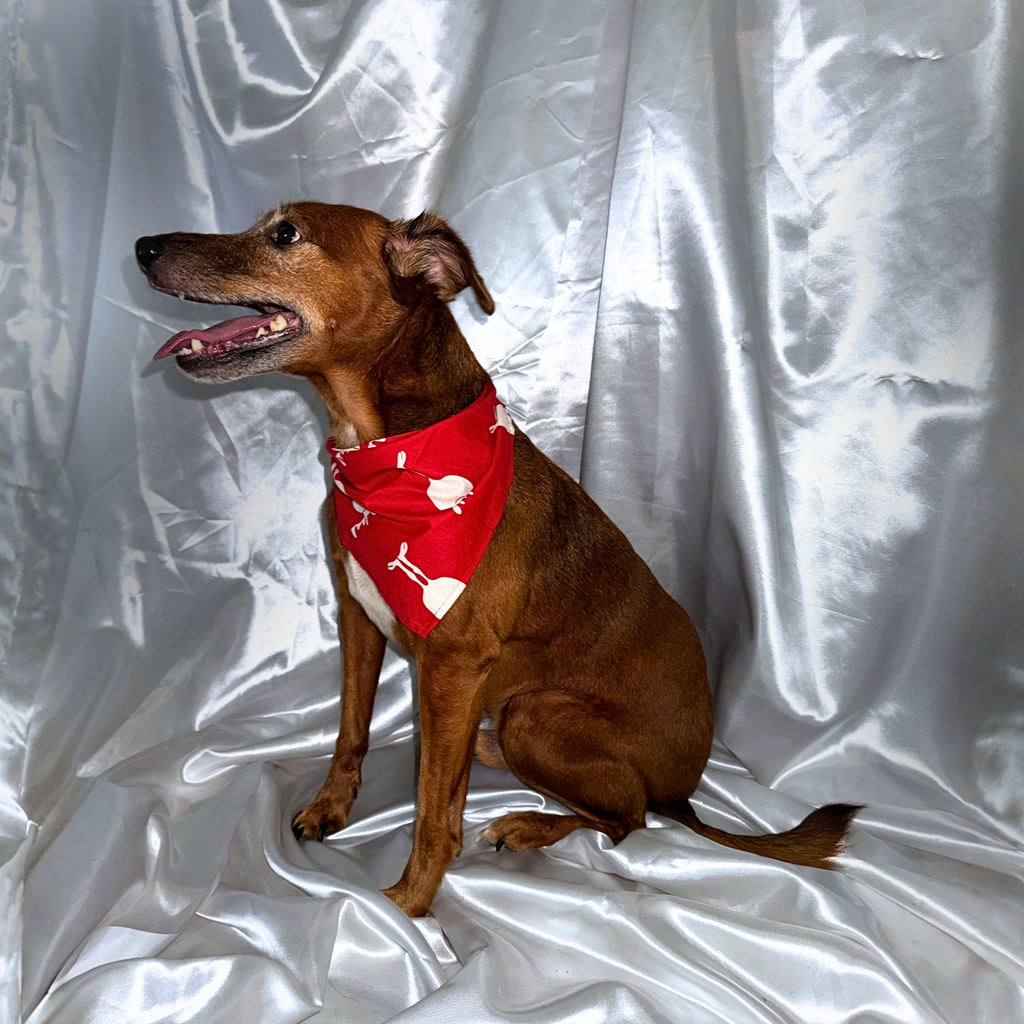 🎅 Collier LED + bandana – Pack complet Rouge