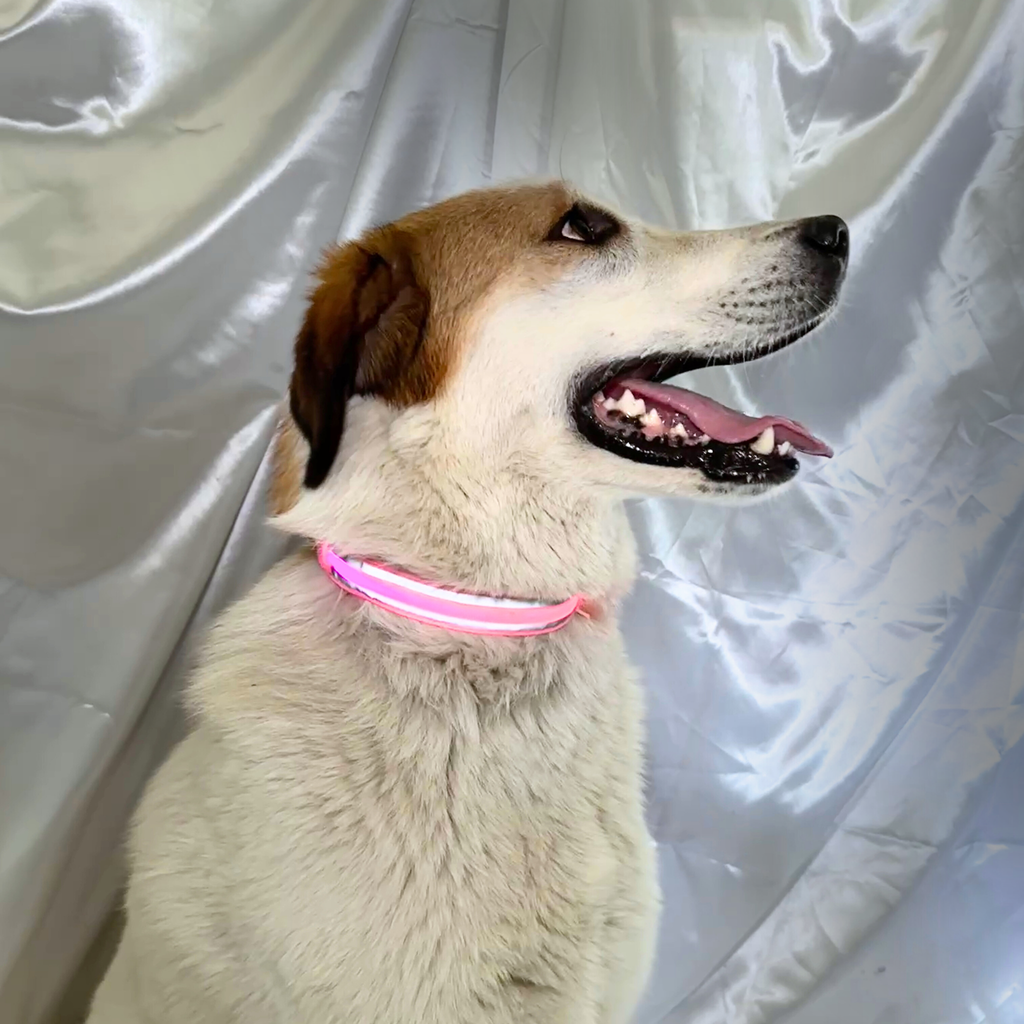 🎅 Collier LED + bandana – Pack complet Rouge