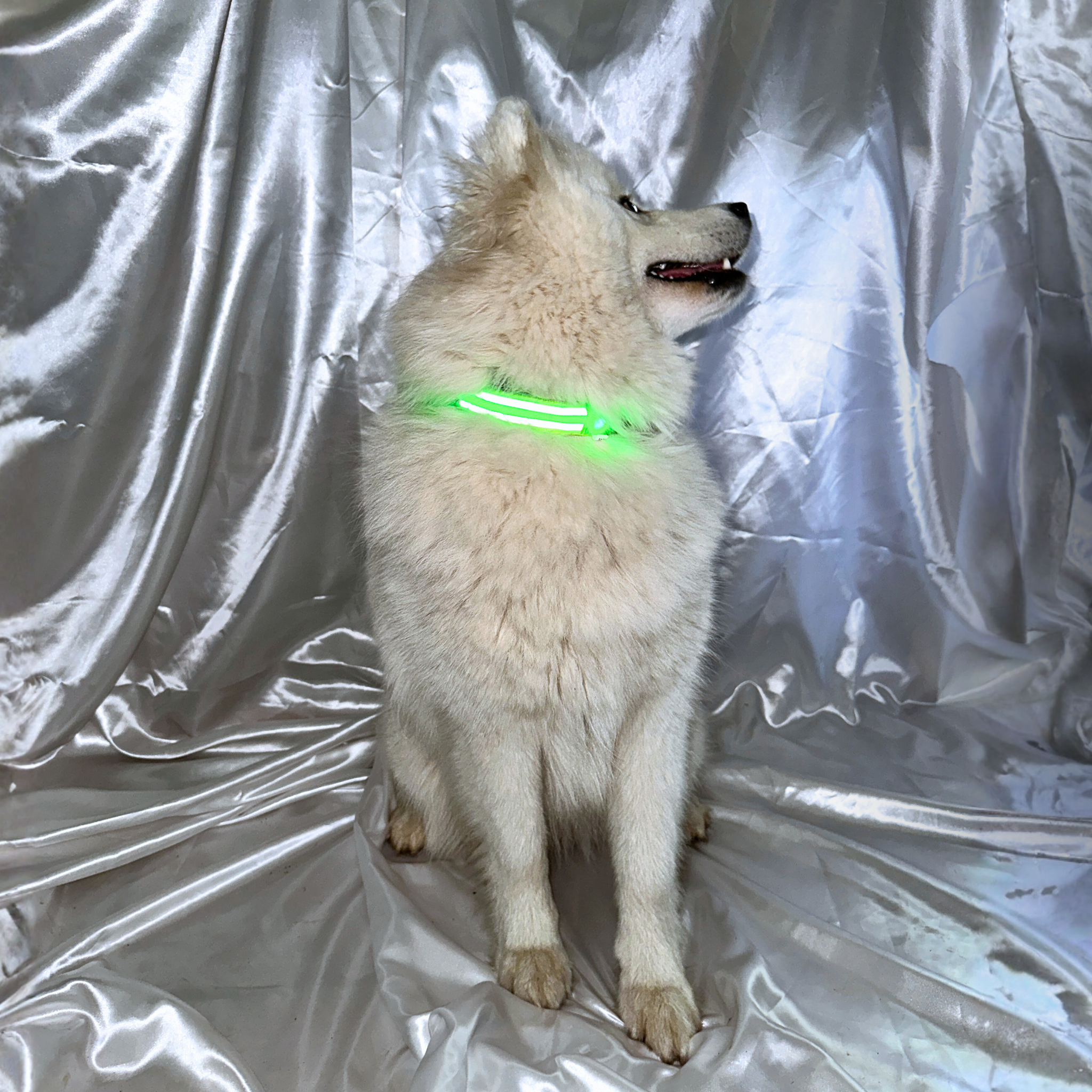 🎄 Duo Vert : Collier lumineux vert & Bandana Père Noël