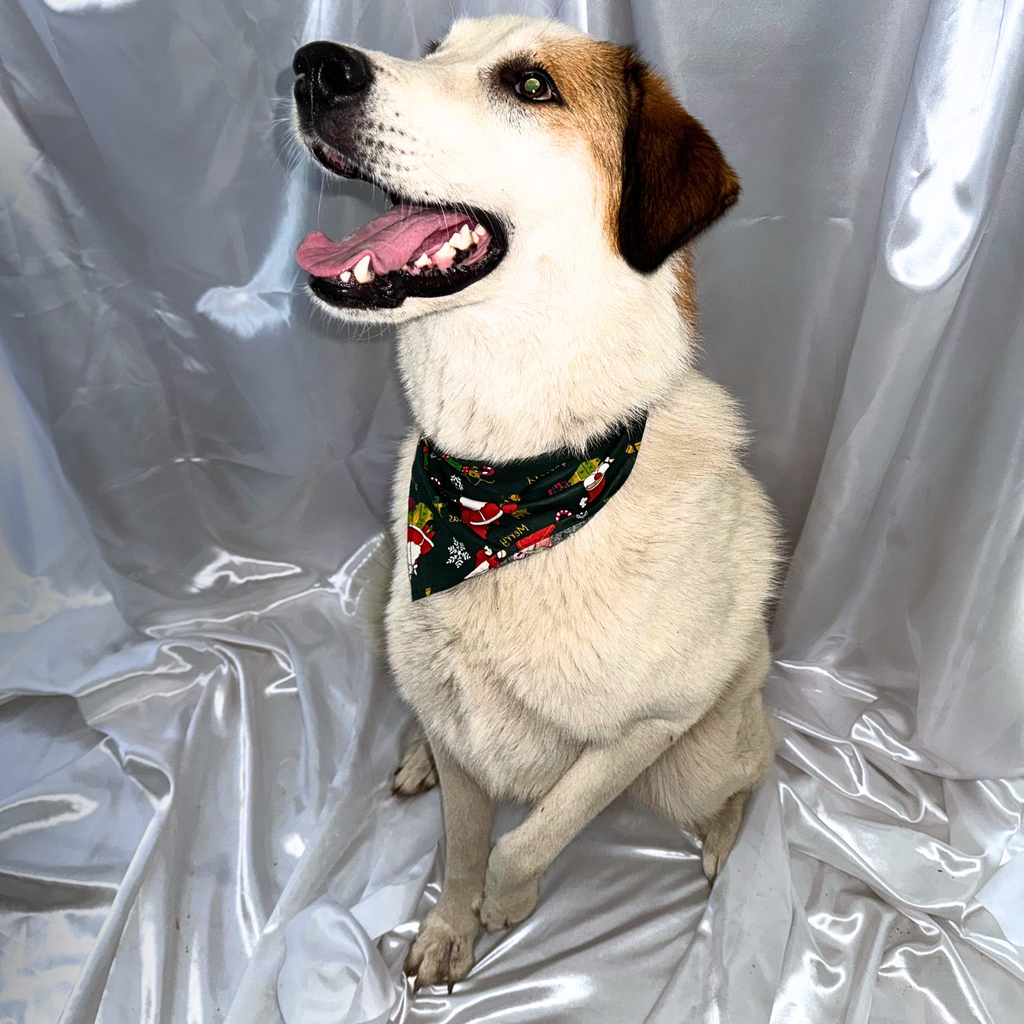 🎄 Collier LED + bandana – Pack complet Vert