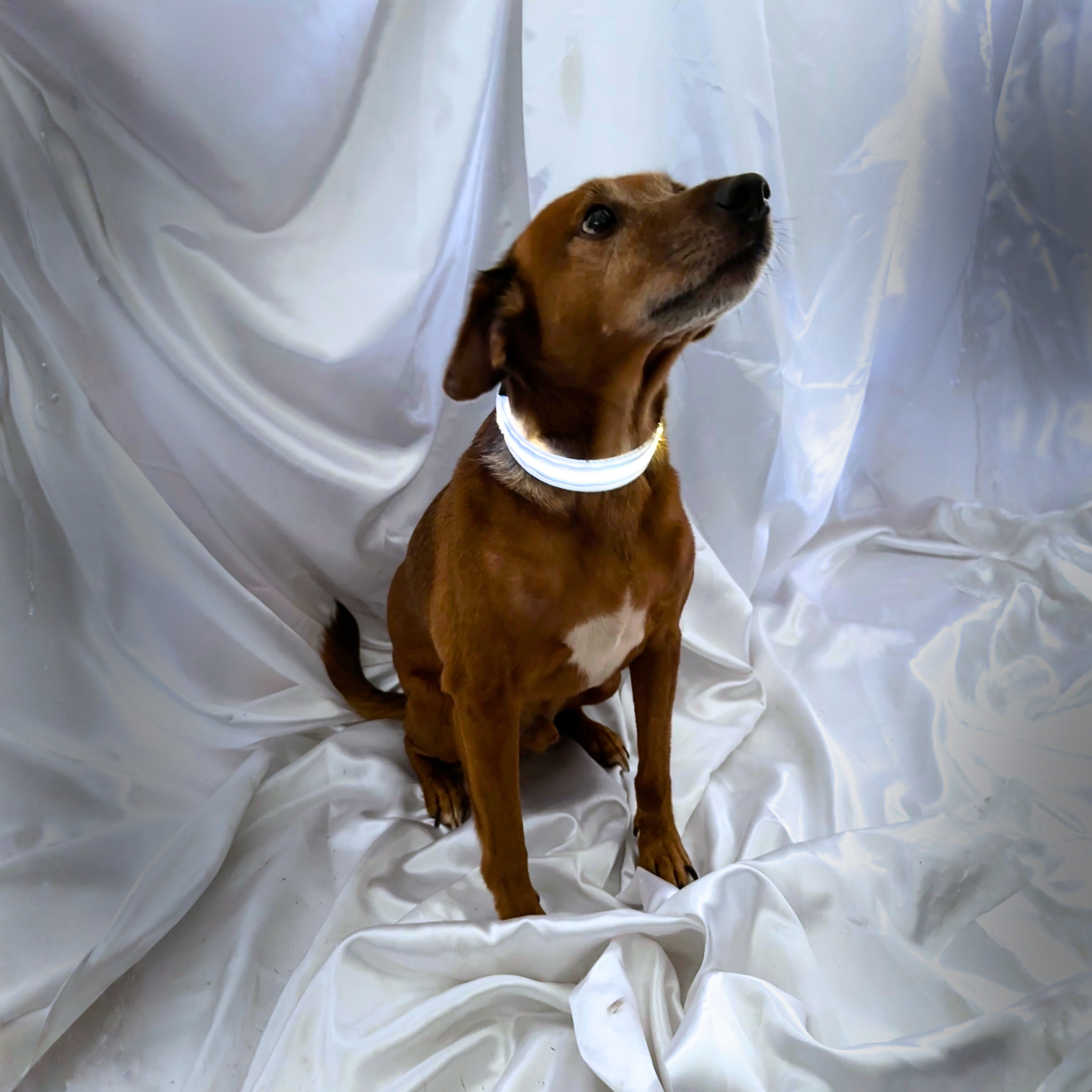 ❄️ Duo Blanc : Collier lumineux blanc & Bandana Cadeaux de Noël