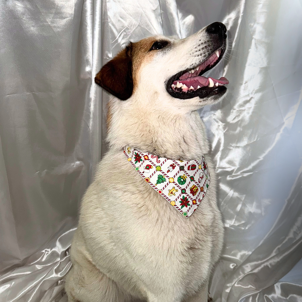 ❄️ Collier LED + bandana – Pack complet Blanc