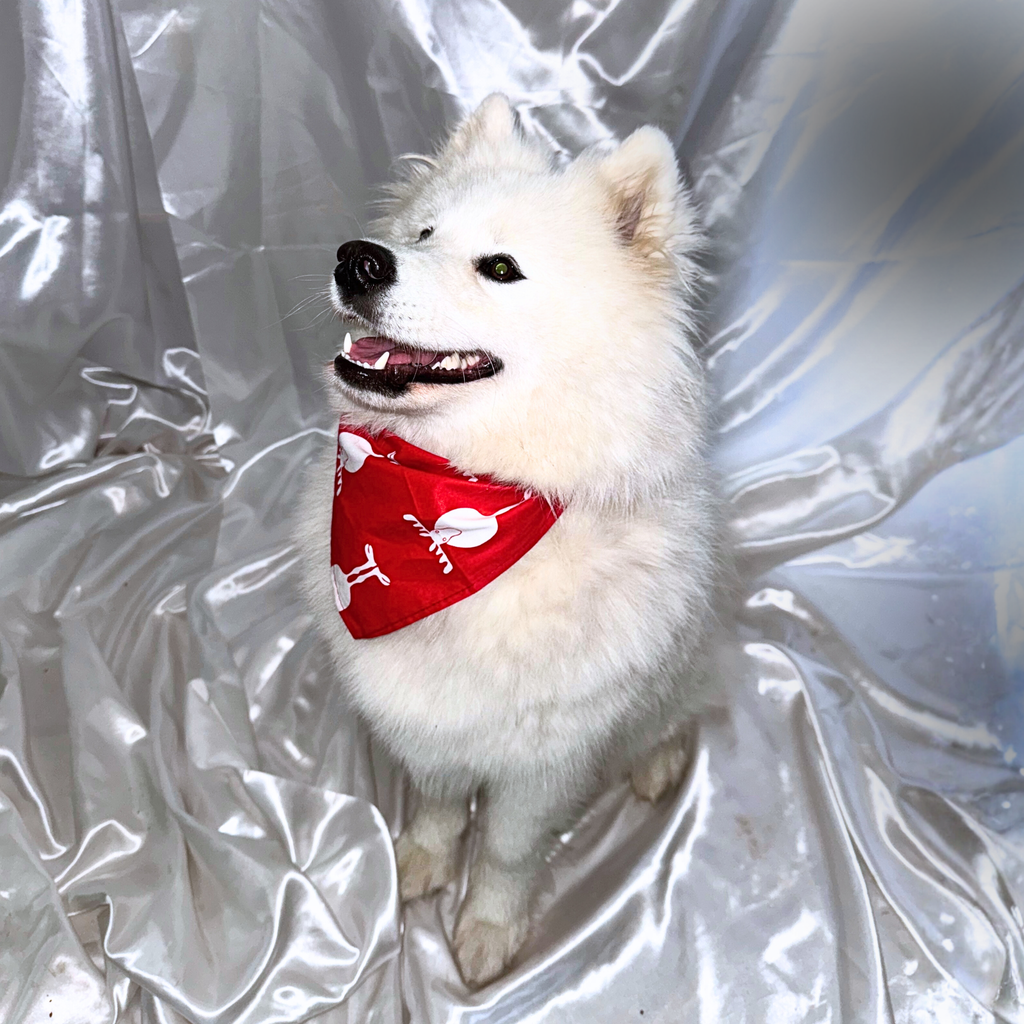 🎅 Collier LED + bandana – Pack complet Rouge