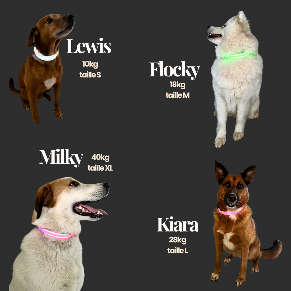 🎄 Collier LED + bandana – Pack complet Vert