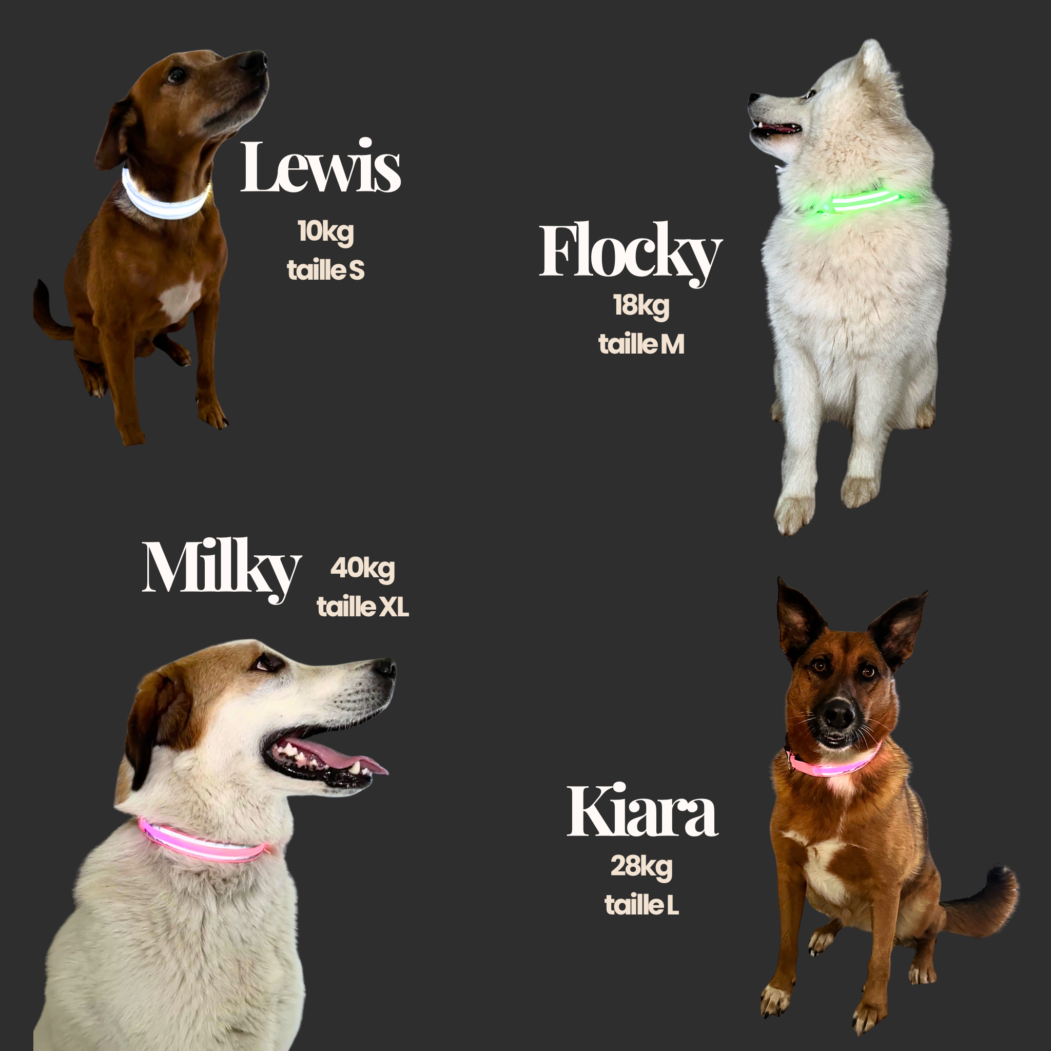 🎄 Collier LED + bandana – Pack complet Vert